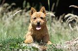 NORWICH TERRIER 004